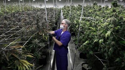 Marijuana cultivation facility in Las Vegas, June 28, 2017.