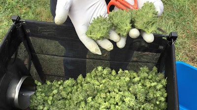A marijuana harvester examines buds going through a trimming machine near Corvallis, Ore., Sept. 30, 2016.