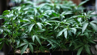 Marijuana growing at an indoor cannabis farm in Gardena, Calif., Aug. 15, 2019.