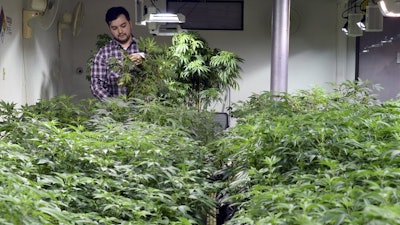 Oswaldo Barrientos picks dead leaves from marijuana plants at the grow facility where he works near downtown Denver, April 3, 2019.