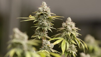 Marijuana buds ready for harvest in Akron, Ohio, Jan. 28, 2019.