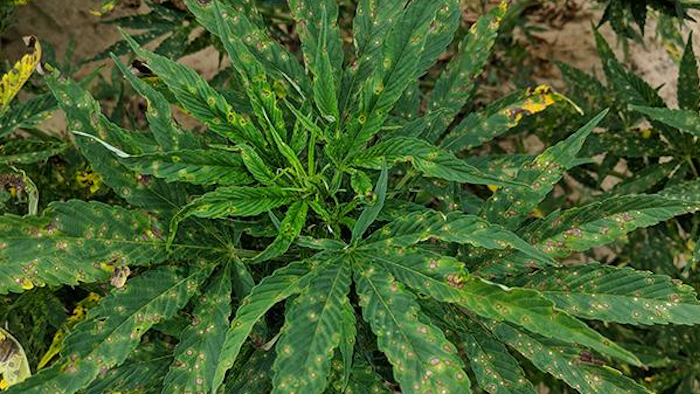 As hemp begins to reemerge as an important crop in the United States, scientists are beginning research into the diseases that might prevent the crop from flourishing. A study published in the December issue of Plant Health Progress is one of the first to study the potential disease and disorder limitations for hemp production in the southeastern United States.