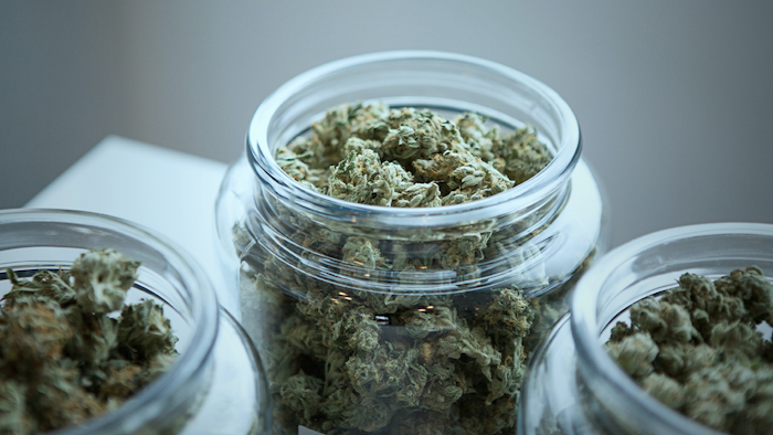Cannabis