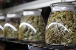 The use of cannabis, though safer than many other drugs, is not entirely without risk.
