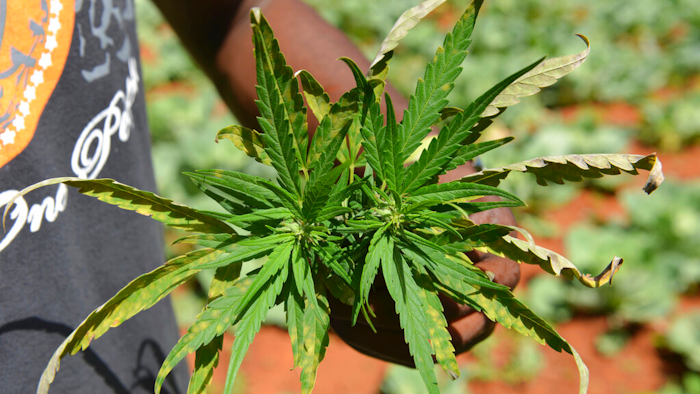 A farmer shows off a marijuana plant during a tour of his plantation, Nine Mile, Jamaica, Aug. 29, 2013.