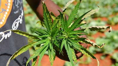A farmer shows off a marijuana plant during a tour of his plantation, Nine Mile, Jamaica, Aug. 29, 2013.