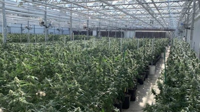 A greenhouse at harvest time.