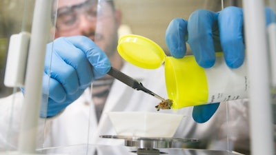 A laboratory technician weighs cannabis flower for testing at MCR Labs.