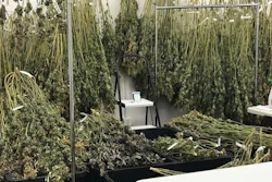 Cannabis plants are harvested at the new WeedGenics cultivation facility in California.