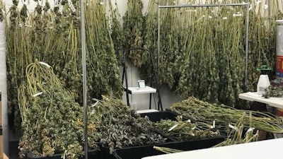 Cannabis plants are harvested at the new WeedGenics cultivation facility in California.