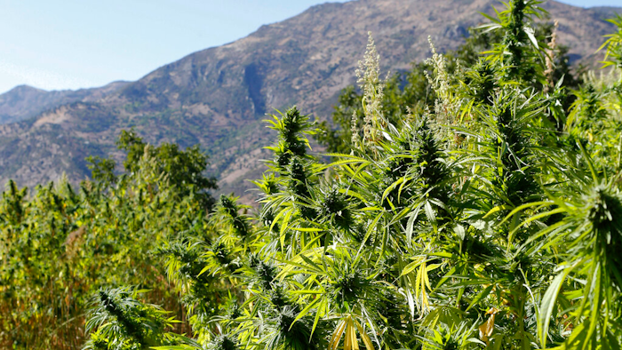 Cannabis plants in the village of Bni Hmed, Morocco, Sept. 14, 2014.