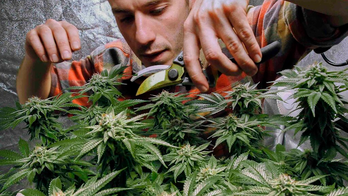 James MacWilliams prunes a marijuana plant, Portland, Maine, Dec. 13, 2017.