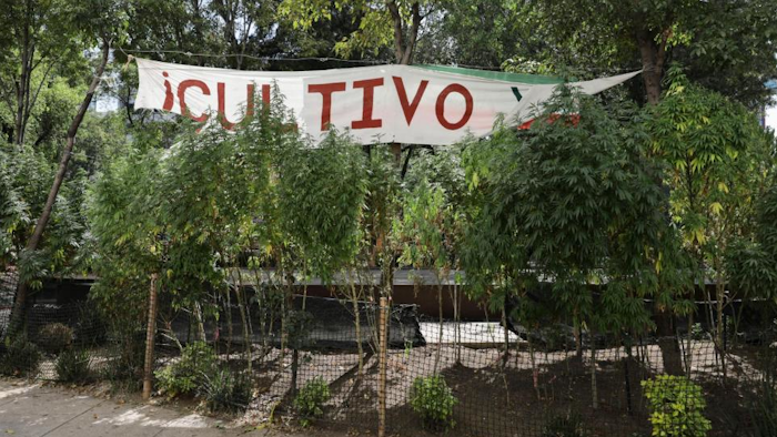 Marijuana plants grow at a makeshift camp outside the Senate building in Mexico City, Nov. 19, 2020.