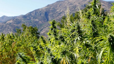 Cannabis plants in the village of Bni Hmed, Morocco, Sept. 14, 2014.