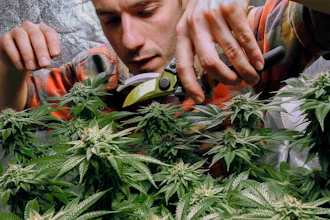 James MacWilliams prunes a marijuana plant, Portland, Maine, Dec. 13, 2017.