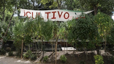 Marijuana plants grow at a makeshift camp outside the Senate building in Mexico City, Nov. 19, 2020.