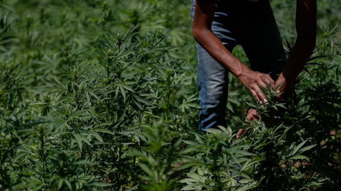 A farmer works in a marijuana field in the mountains surrounding Badiraguato, Sinaloa, Mexico, April 6, 2021.