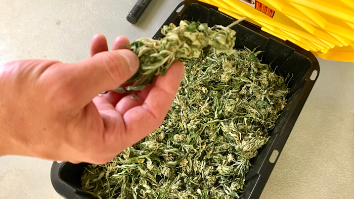 Darren Johnson, a hemp processor, holds raw hemp that will be used to make CBD oil at his processing facility, Wasatch Extraction, in Salt Lake City, July 2, 2019.
