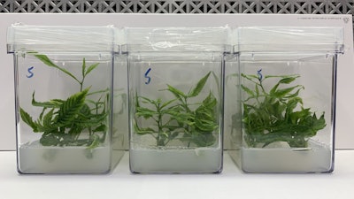 Micropropagation could make cultivating cannabis a much easier task.