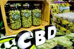 CBD buds of chocolate by Chronic Candy displayed at the Big Industry Show, Los Angeles Convention Center, Aug. 31, 2018.