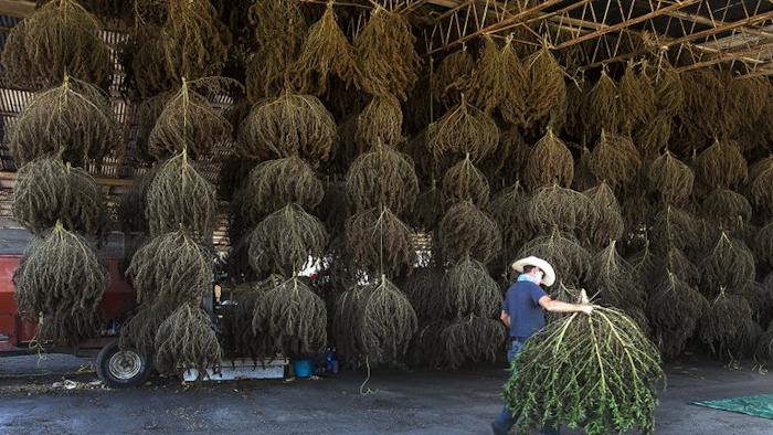 Workers at MERJ farms unload hemp plants, Bristol, Tenn., Oct. 10, 2019.