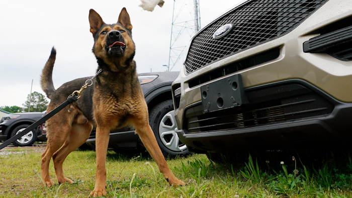 Virginia State Police K-9 Aries detects and tosses a test rag during a training exercise at State Police headquarters in Richmond, May 10, 2021.