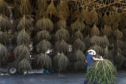 Workers at MERJ farms unload hemp plants, Bristol, Tenn., Oct. 10, 2019.