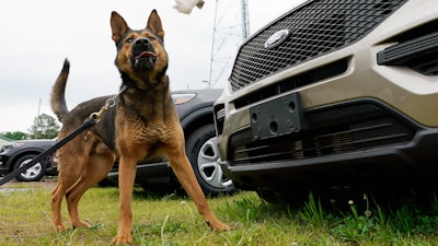 Virginia State Police K-9 Aries detects and tosses a test rag during a training exercise at State Police headquarters in Richmond, May 10, 2021.
