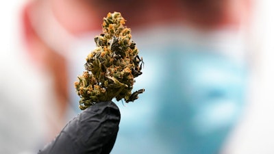 Jake Crisco, general manager of the Green Leaf Medical Cannibis facility, holds a mature bud of marijuana at the company's plant in Richmond, Va., June 17, 2021.