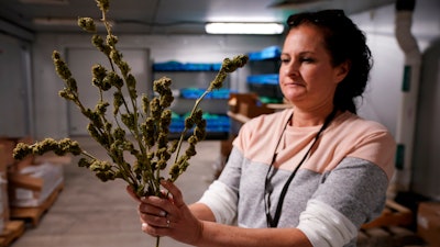 Ashley Walsh, founder of Pocono Organics farm, holds hemp buds at the farm adjacent to Pocono Raceway, June 25, 2021, Long Pond, Pa.