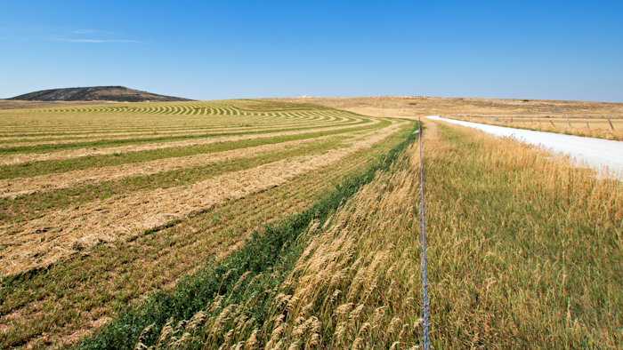 Alfalfa hay in a Montana field.