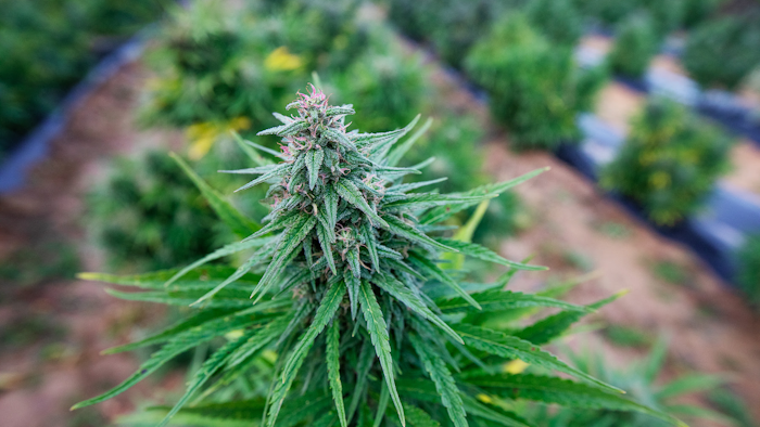 Regenerative organic-grown hemp plant at the Pocono Organics farm, Long Pond, Pa.