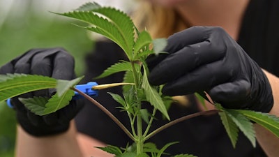 Buckeye Relief LLC employee Allison Johnson, works on topping a marijuana plant, in Eastlake, Ohio, Sept. 20, 2018.