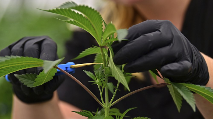 Buckeye Relief LLC employee Allison Johnson, works on topping a marijuana plant, in Eastlake, Ohio, Sept. 20, 2018.