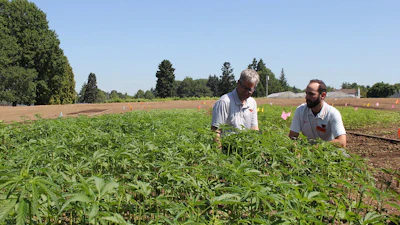 Jay Noller, left, director and lead researcher of the Oregon State University Global Hemp Innovation Center, and Lloyd Nackley, a hemp researcher, at the launch of the center.