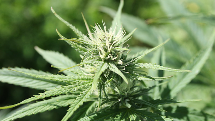Hemp at the Oregon State University North Willamette Research and Extension Center.