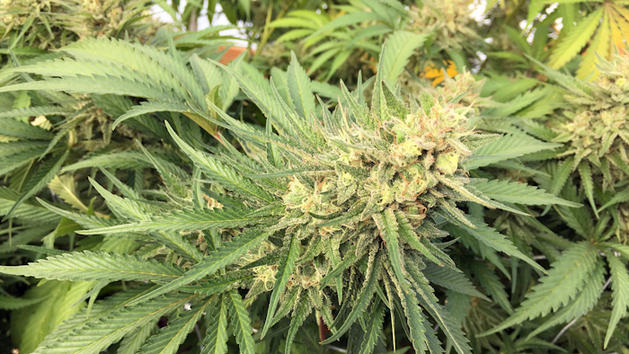 Marijuana bud before harvest near Corvallis, Ore., Sept. 30, 2016.