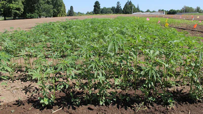 Hemp plants being grown at the Oregon State University North Willamette Research and Extension Center in Aurora, Oregon.