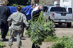 Investigators load marijuana plants onto a Colorado National Guard truck outside a suspected illegal grow operation in north Denver, April 14, 2016.