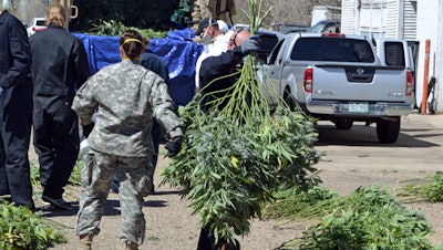 Investigators load marijuana plants onto a Colorado National Guard truck outside a suspected illegal grow operation in north Denver, April 14, 2016.