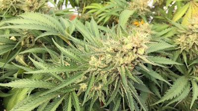 Marijuana bud before harvest near Corvallis, Ore., Sept. 30, 2016.