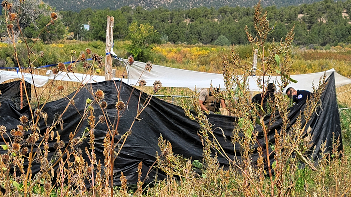 Law enforcement officers with the Bureau of Indian Affairs inspect a cannabis garden at Picuris Pueblo, N.M., Sept. 29, 2021.