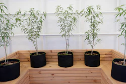 Cannabis plants in the Public Health Ministry in Nonthaburi province, Thailand, Jan. 6, 2020.