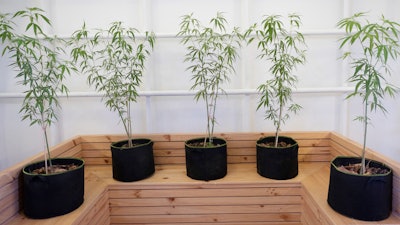 Cannabis plants in the Public Health Ministry in Nonthaburi province, Thailand, Jan. 6, 2020.