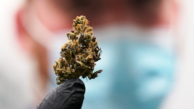 A cannabis bud ready for processing at Greenleaf Medical Cannabis, Richmond, Va., June 17, 2021.