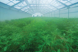 Palisade Farms starts 30,000 seedlings in its greenhouse prior to planting them on 22 acres.