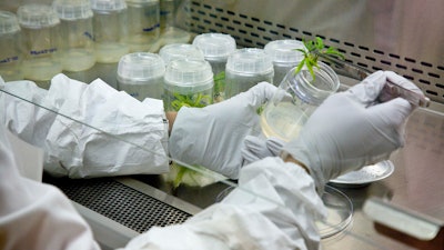 A technician removes a cannabis seedling from a jar of cultivation medium in a University of Mississippi School of Pharmacy facility.