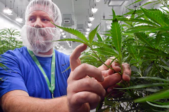 Nate McDonald, general manager of Curaleaf NY operations, talks about medical marijuana plants during a media tour of its facility in Ravena, N.Y., Aug. 22, 2019.