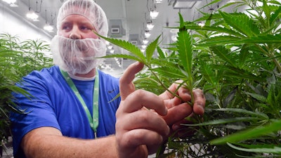 Nate McDonald, general manager of Curaleaf NY operations, talks about medical marijuana plants during a media tour of its facility in Ravena, N.Y., Aug. 22, 2019.