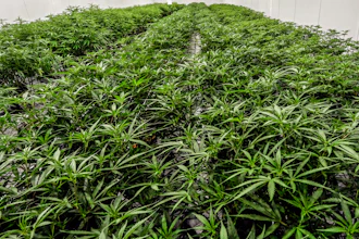 Medical marijuana plants are shown during a media tour of the Curaleaf medical cannabis cultivation and processing facility, Aug. 22, 2019, in Ravena, N.Y.
